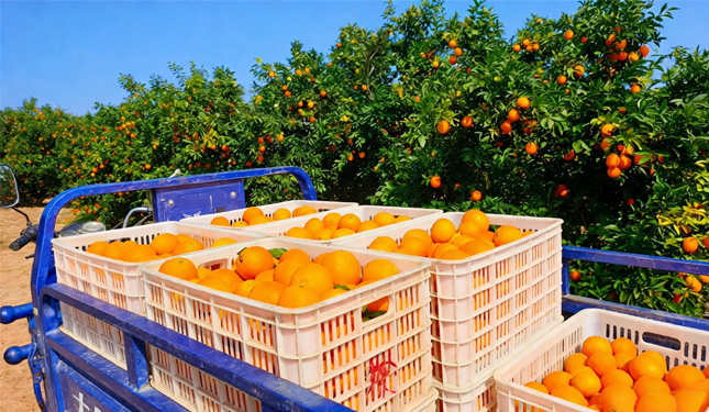 上海慧鸿农业科技有限公司