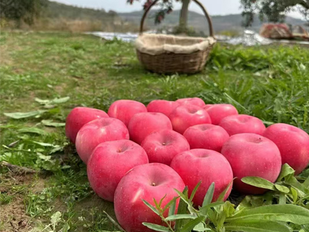 烟台市栖霞苹果供销合作种植区