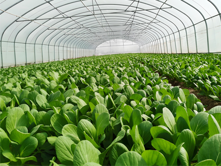 青岛市大田口子村建设基地